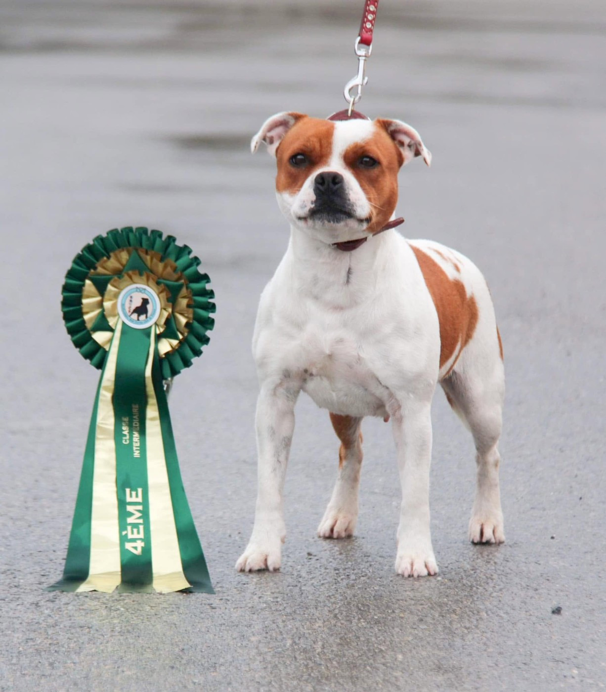 CH. Jch. the queen-of game Sweet Dream Stafford - 4ème, Excellent (Ouverte)