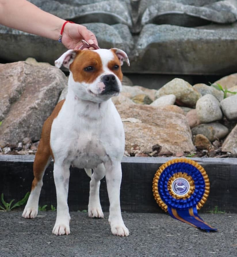 CH. Jch. the queen-of game Sweet Dream Stafford - NC, Excellent (Ouverte)