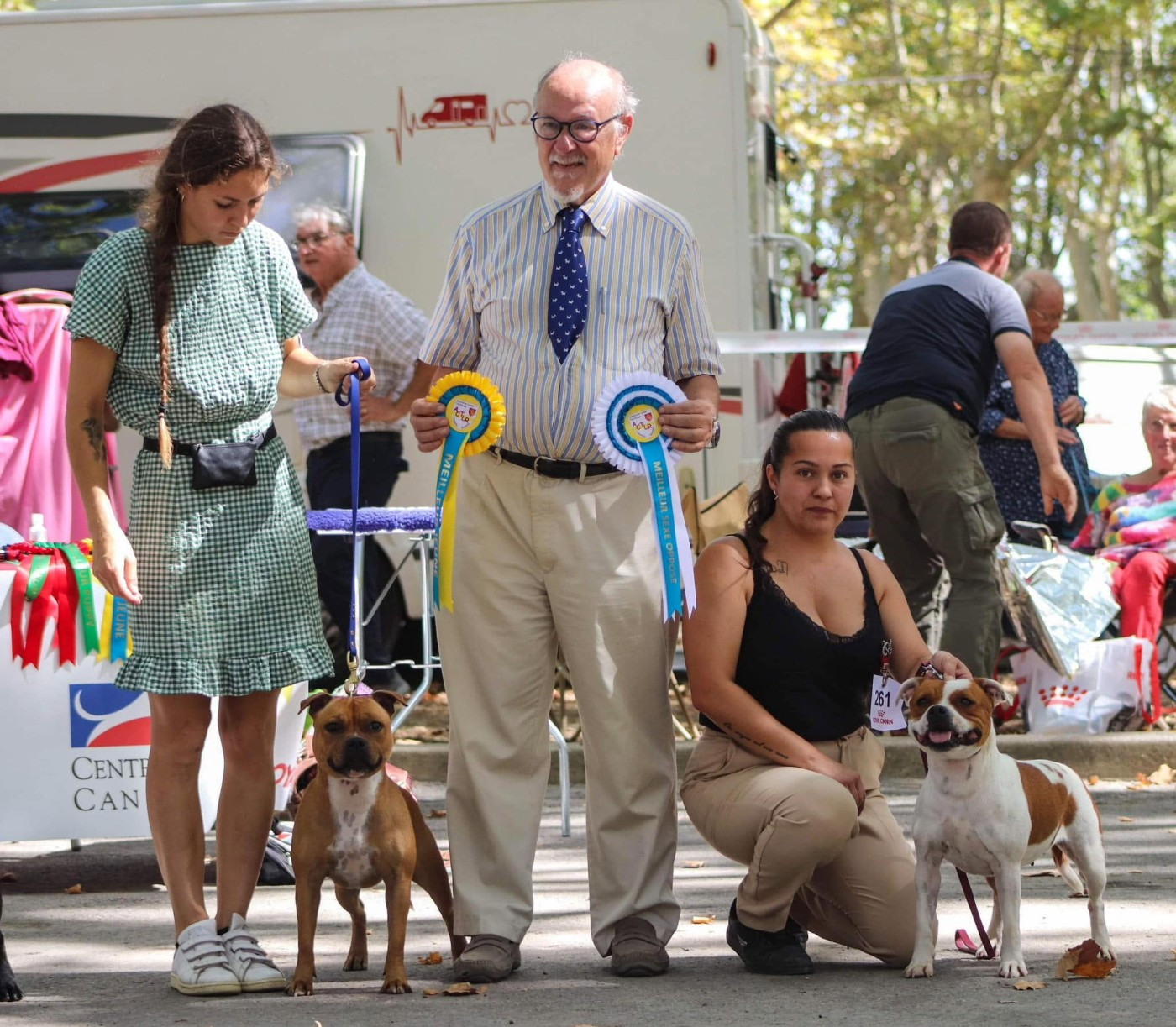 CH. Jch. the queen-of game Sweet Dream Stafford - 1er, Excellent, CAC, BOS (Ouverte)