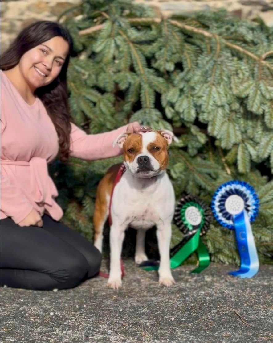 CH. Jch. the queen-of game Sweet Dream Stafford - 1er, Excellent, CACS, BOB (Ouverte)