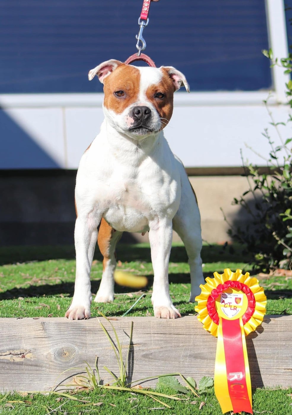 CH. Jch. the queen-of game Sweet Dream Stafford - 1er, Excellent, RCAC (Ouverte)