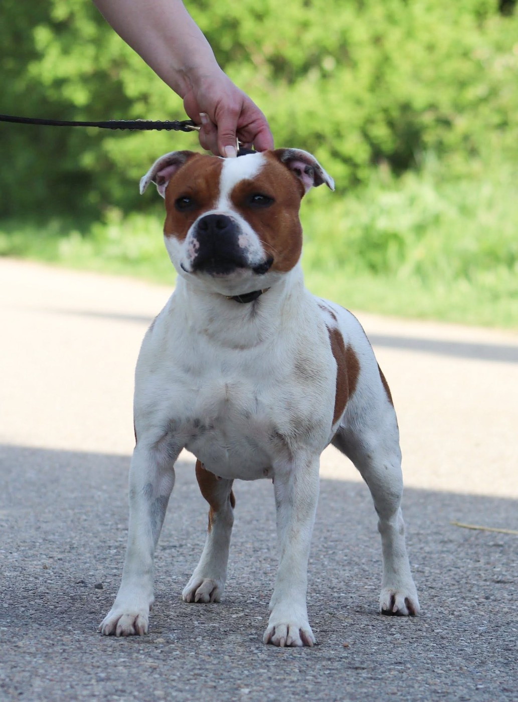 CH. Jch. the queen-of game Sweet Dream Stafford - 1er, Excellent, CACS (Ouverte)