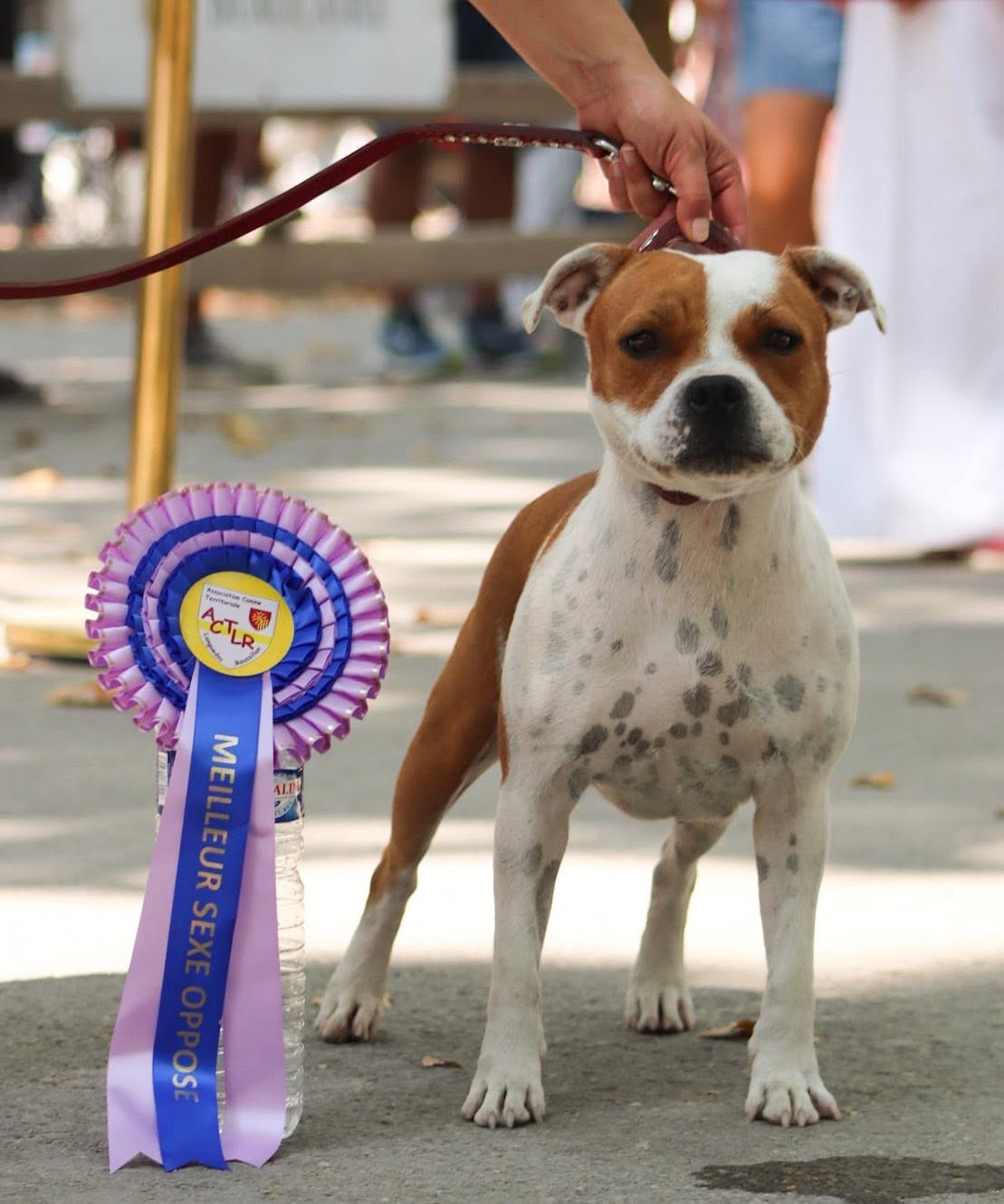 CH. Jch. the queen-of game Sweet Dream Stafford - 1er, Excellent, CAC, BOS (Ouverte)