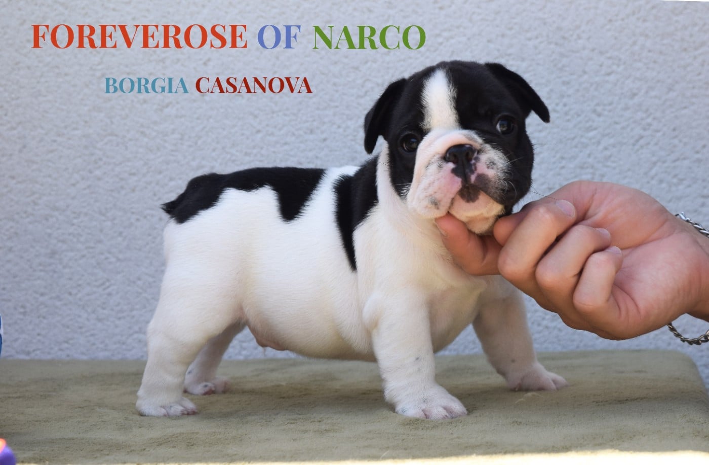 BORGIA CASANOVA BLUEBERRY