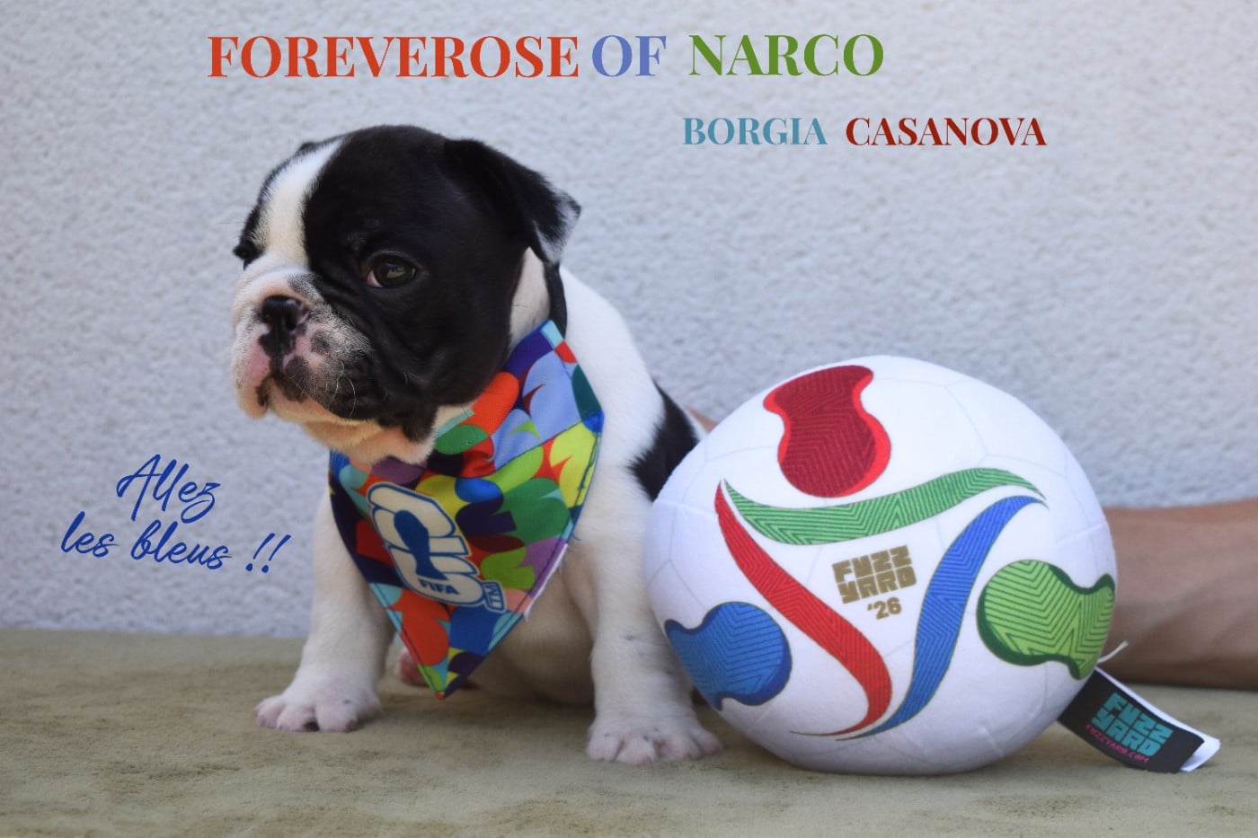 BORGIA CASANOVA BLUEBERRY