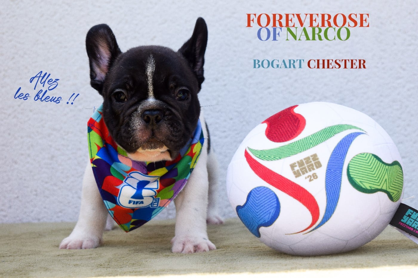 BOGART CHESTER BLACKBERRY