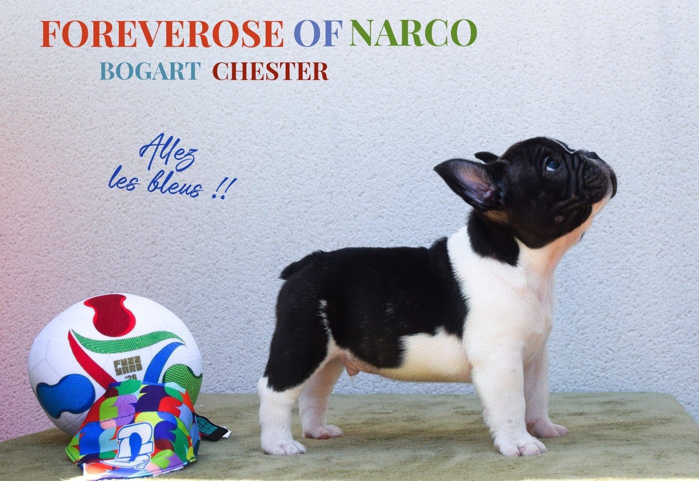 BOGART CHESTER BLACKBERRY