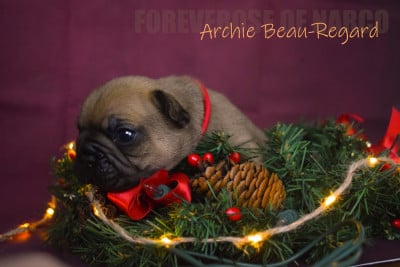 Les chiots de Bouledogue français