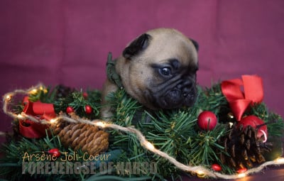 Les chiots de Bouledogue français