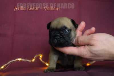 Les chiots de Bouledogue français