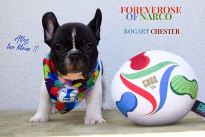 Les chiots de Bouledogue français