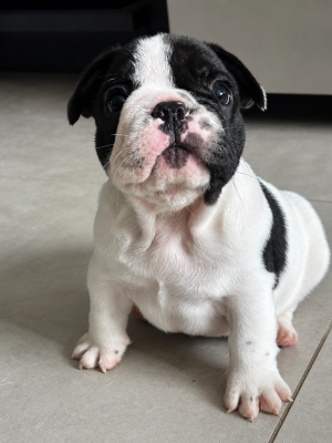 Les chiots de Bouledogue français