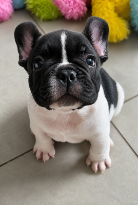 Les chiots de Bouledogue français