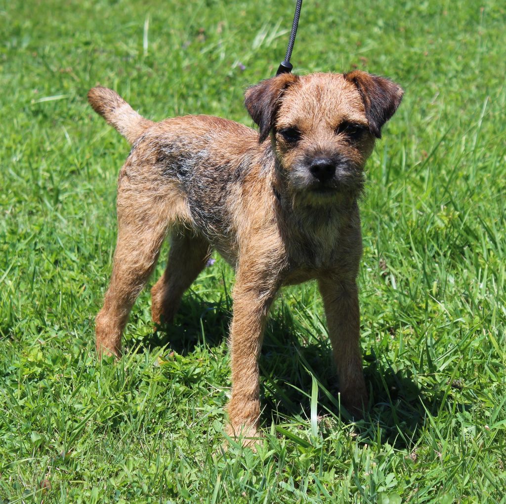 Accueil Elevage du chemin du paradis eleveur de chiens Border Terrier