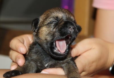 Border Terrier