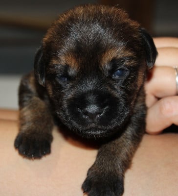 Chiot N°3 - Border Terrier