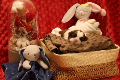 Les chiots de Shih Tzu