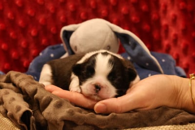 Les chiots de Shih Tzu