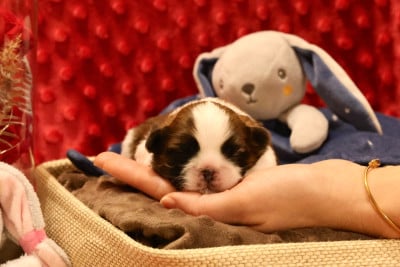 Les chiots de Shih Tzu