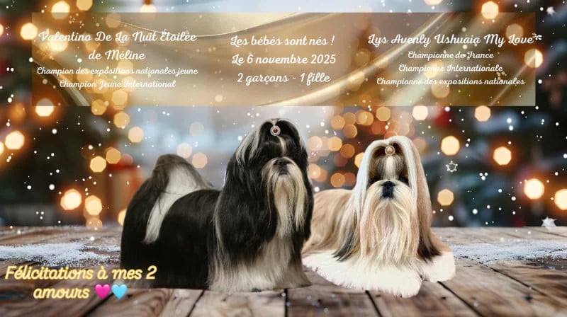 Shih Tzu - De La Nuit Etoilée De Méline