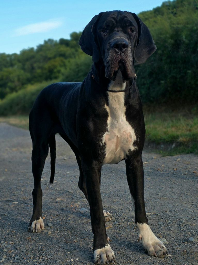 Ushuaïa de l'oustaina