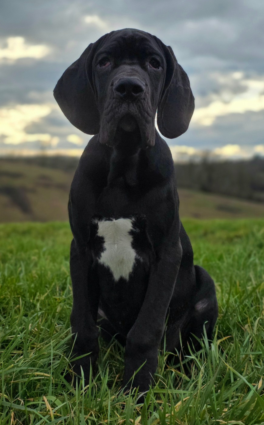 Dogue allemand - De L'Empire Du Mont Sombet