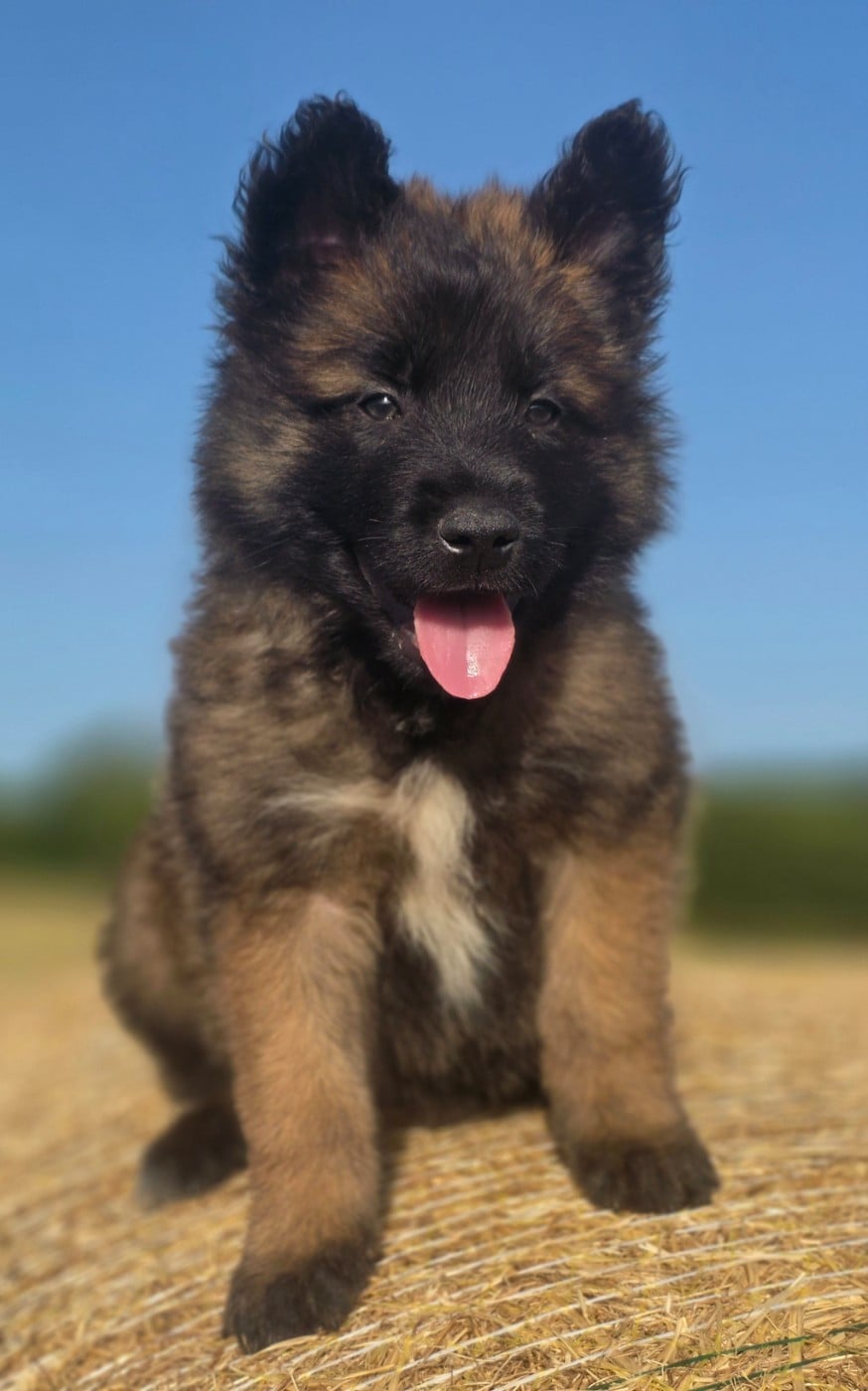Chiot N°1 - Berger Belge