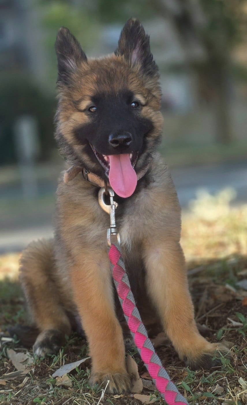 Chiot N°6