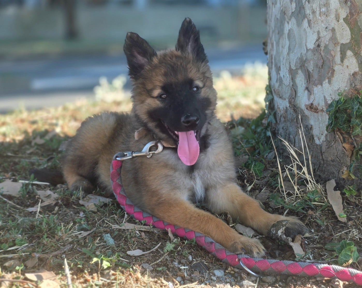 Chiot N°6