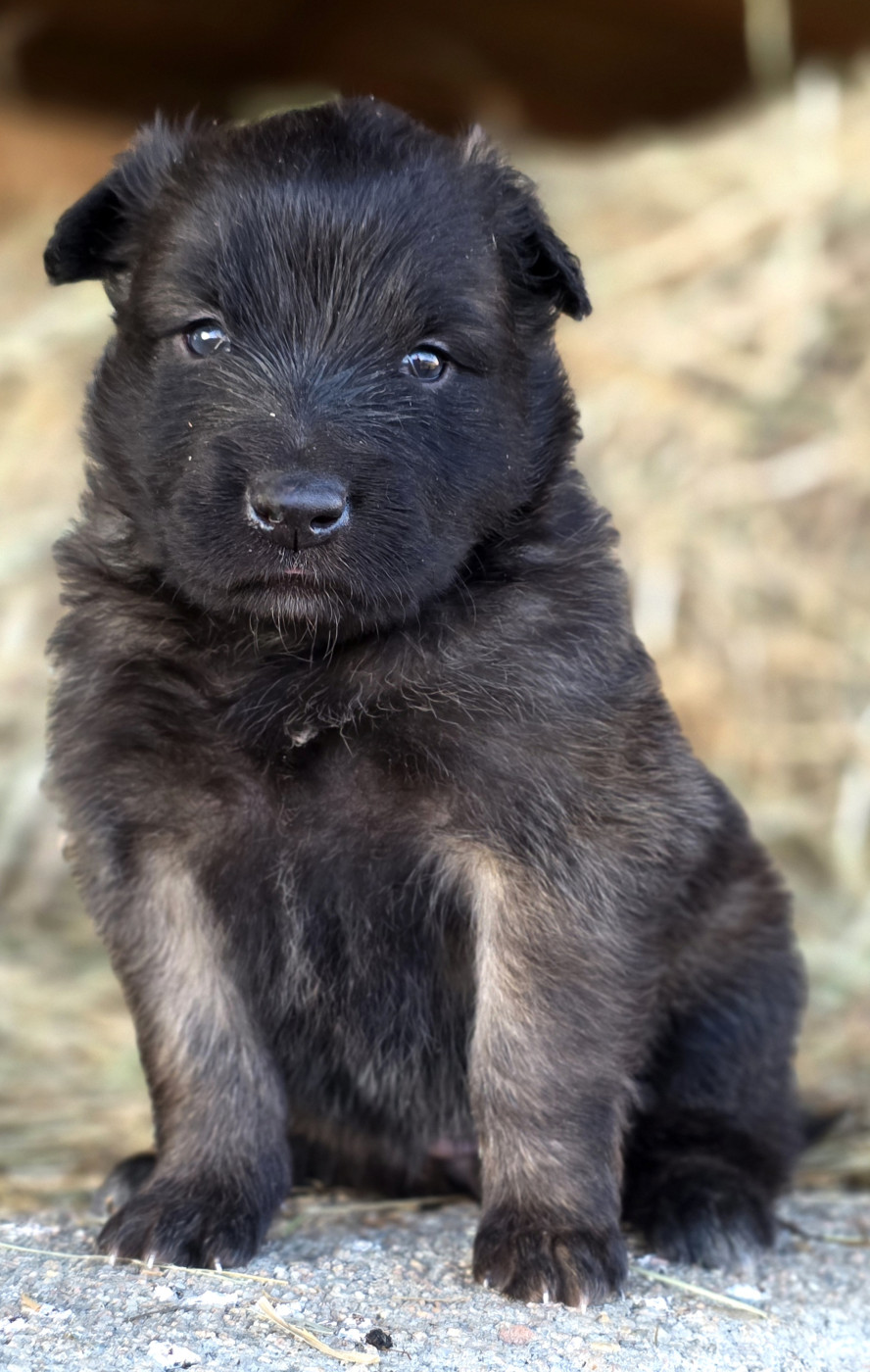 Chiot N°4 - Berger Belge