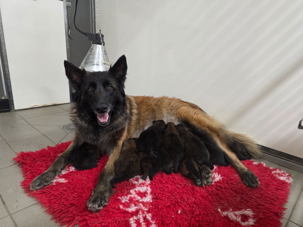 Berger Belge - De L'Empire Du Mont Sombet