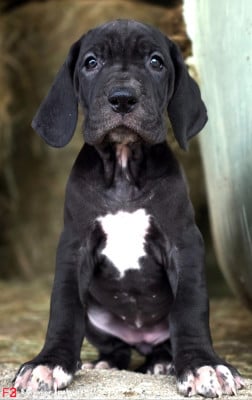 Les chiots de Dogue allemand