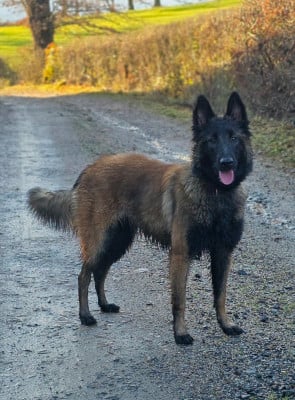 Les chiots de Berger Belge