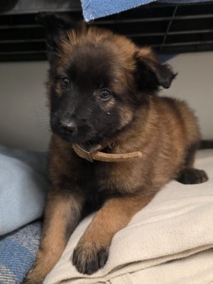 Les chiots de Berger Belge