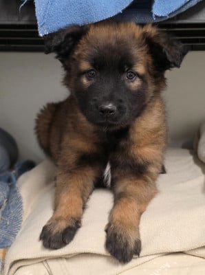 Les chiots de Berger Belge