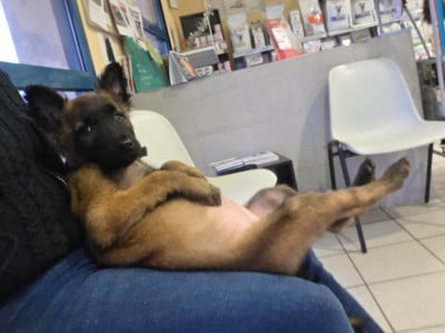 Les chiots de Berger Belge