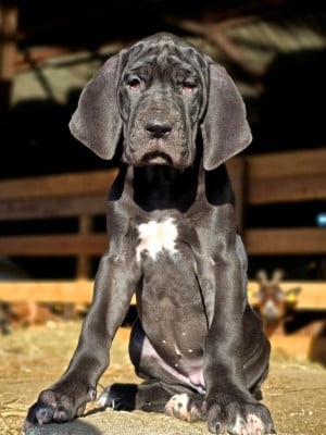 Les chiots de Dogue allemand