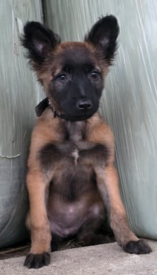 Les chiots de Berger Belge