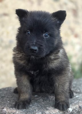 Les chiots de Berger Belge
