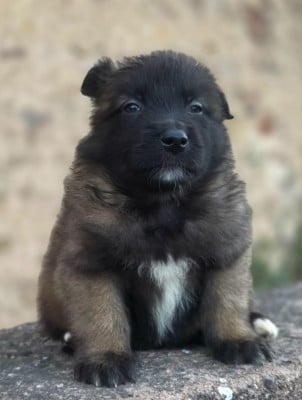 Les chiots de Berger Belge