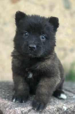 Les chiots de Berger Belge