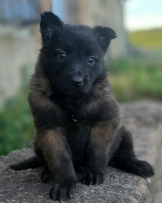 Les chiots de Berger Belge
