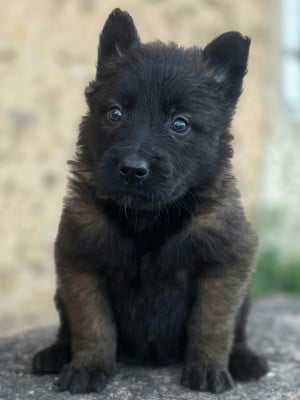 Les chiots de Berger Belge