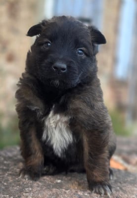 Les chiots de Berger Belge