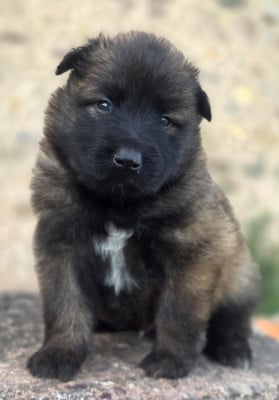 Les chiots de Berger Belge