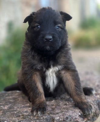 Les chiots de Berger Belge