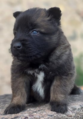 Les chiots de Berger Belge