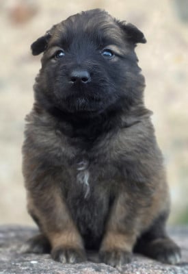 Les chiots de Berger Belge