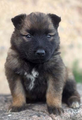 Les chiots de Berger Belge