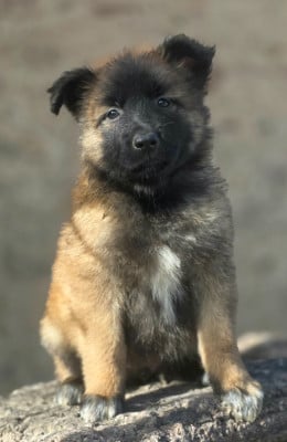 Les chiots de Berger Belge